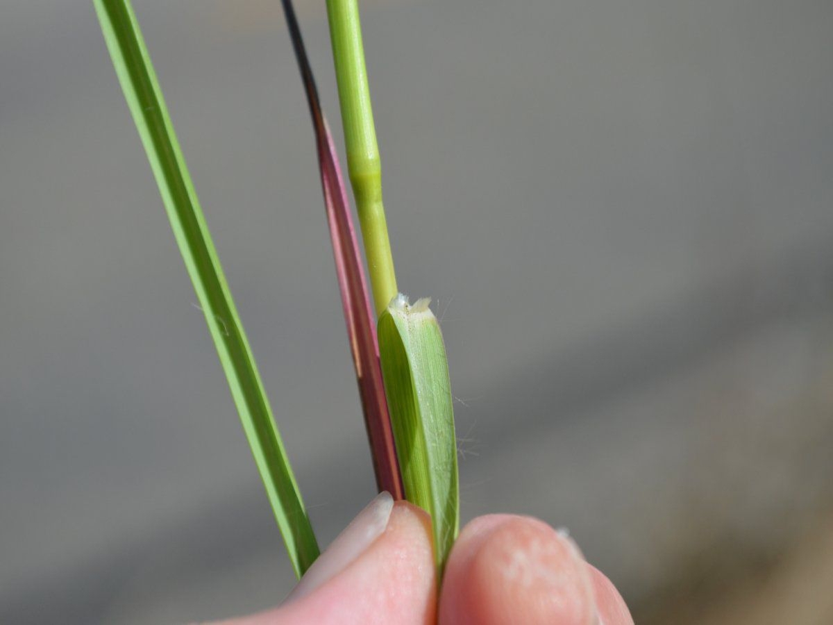 knotroot foxtail ligule