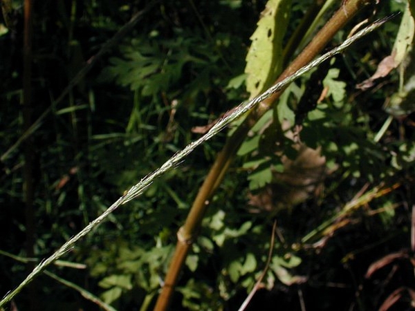 nimblewill flower