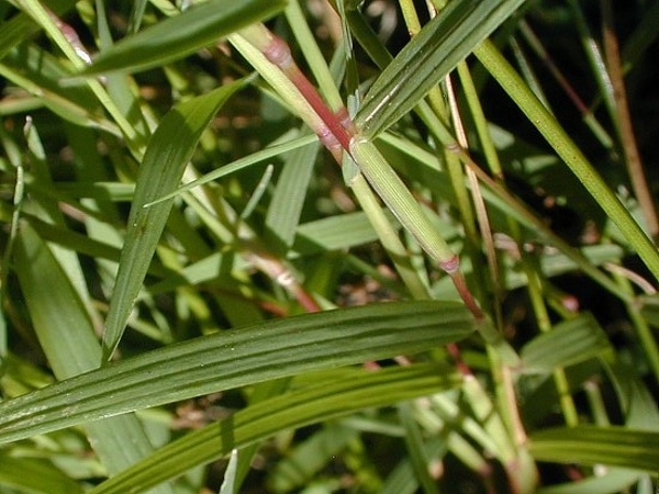 nimblewill leaves