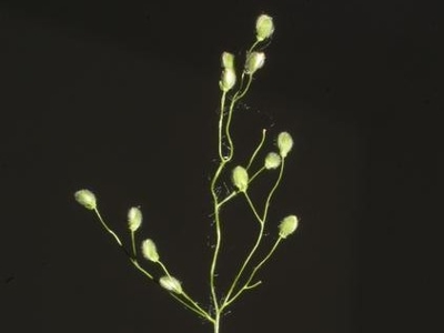 openflower rosette grass