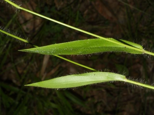 openflower rosette grass