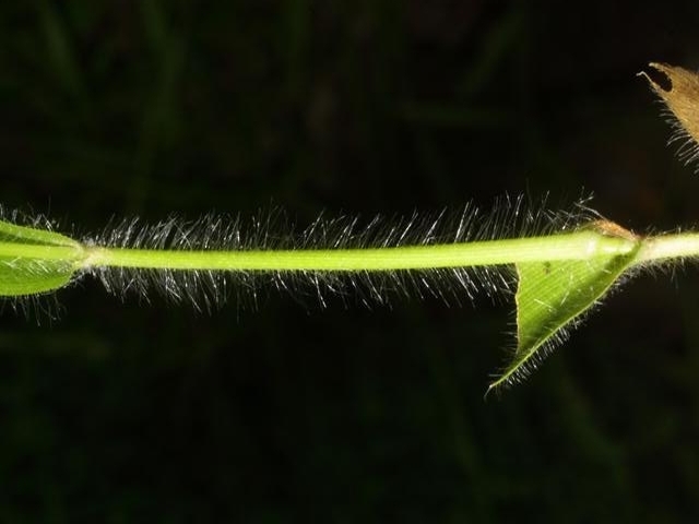 openflower rosette grass