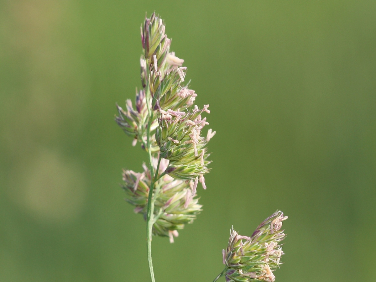 orchardgrass flower