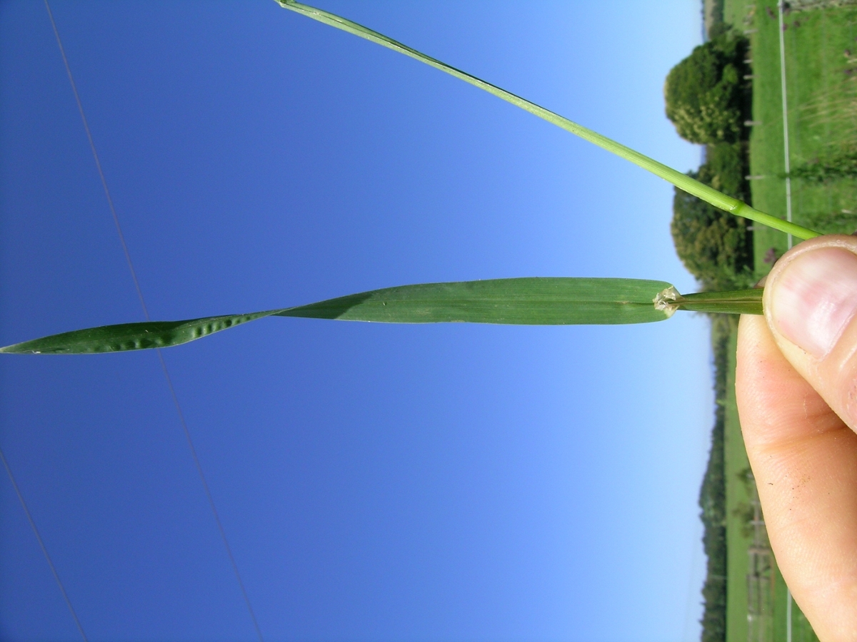 orchardgrass leaf