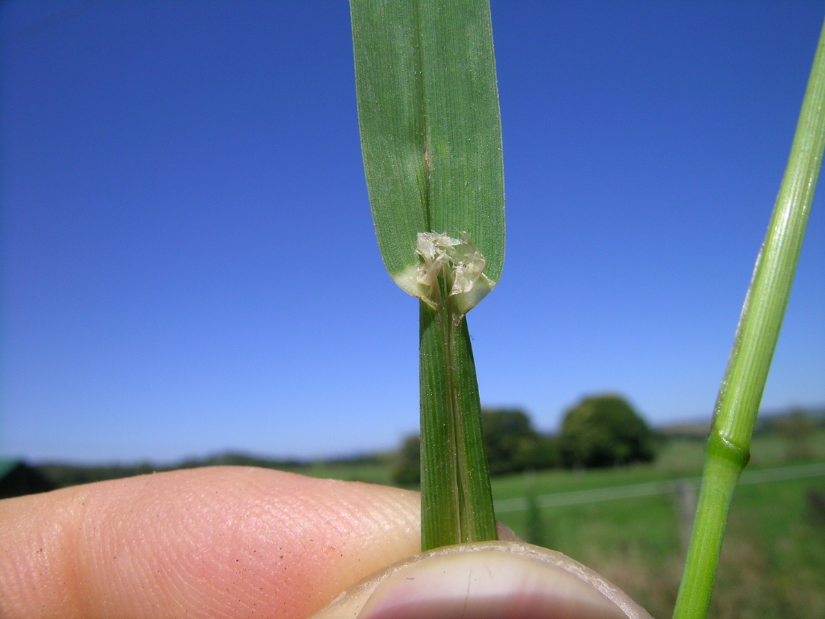 orchardgrass ligule