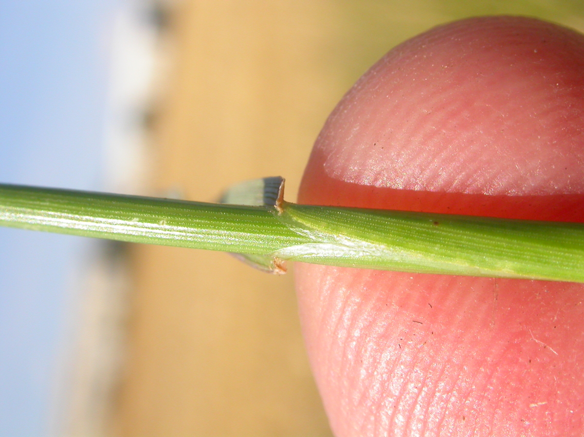 perennial ryegrass auricles