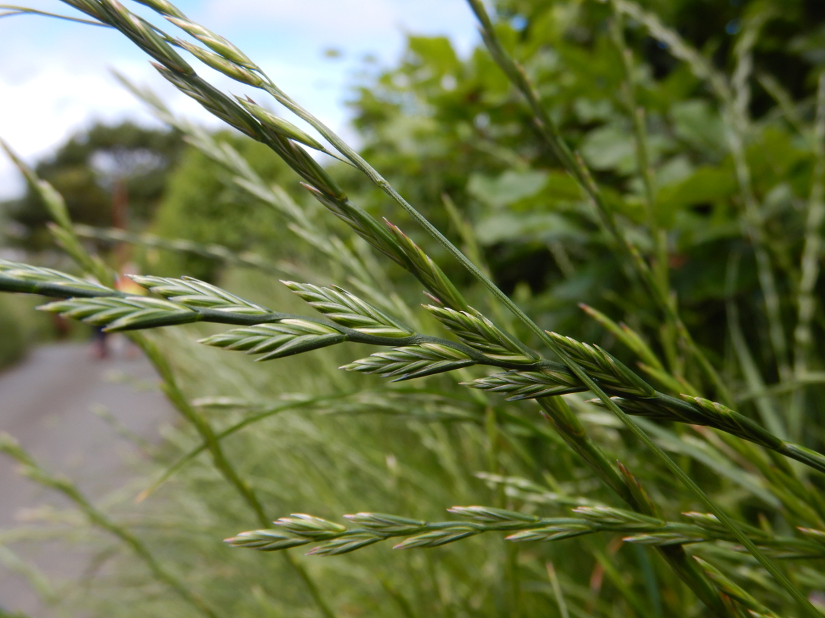 perennial ryegrass flowers