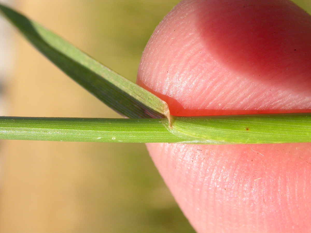 perennial ryegrass leaf