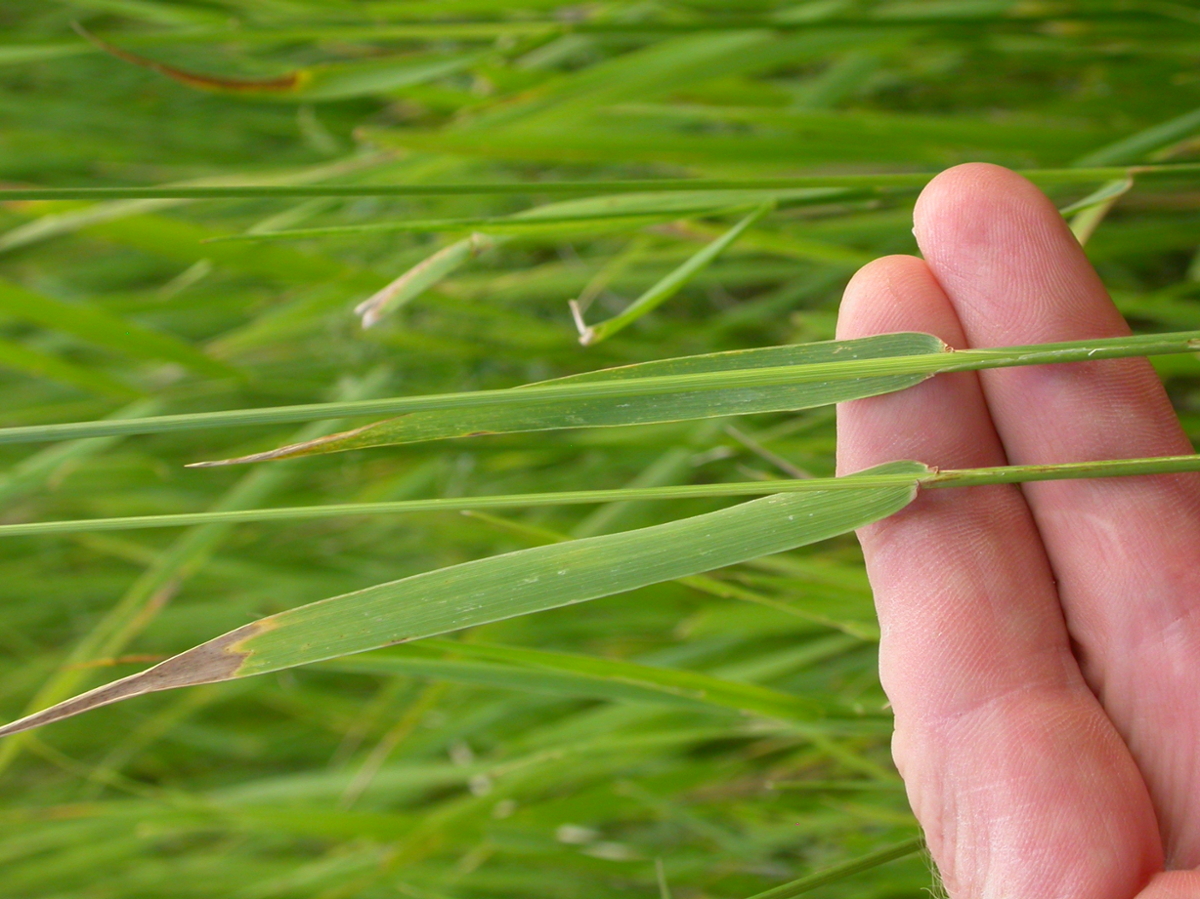 quackgrass leaves