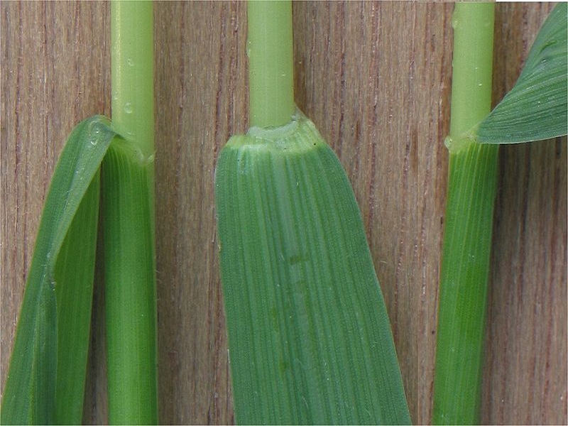 quackgrass ligule