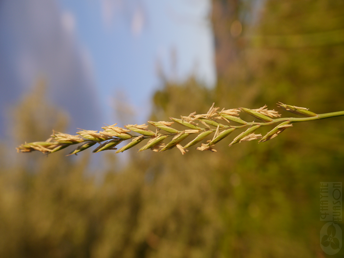 quackgrass flowers