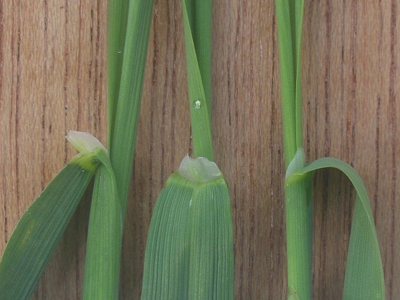 redtop ligule