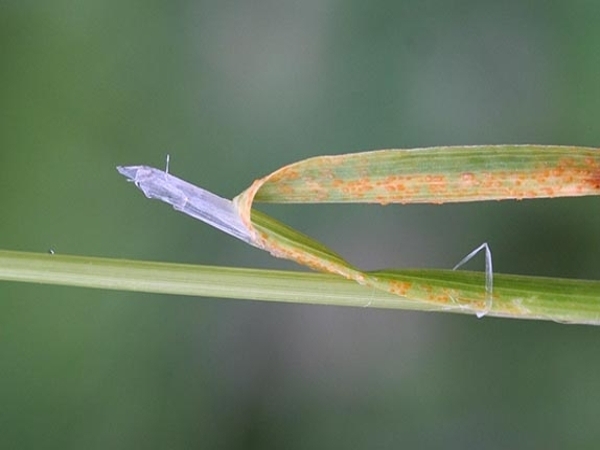 rough bluegrass ligule