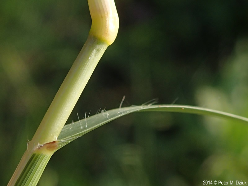 saltgrass leaf