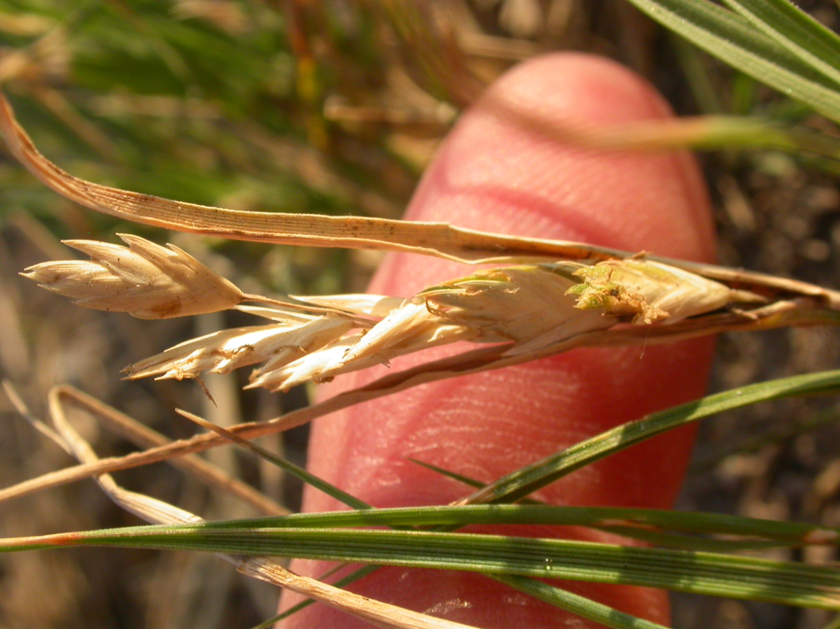 saltgrass seedhead