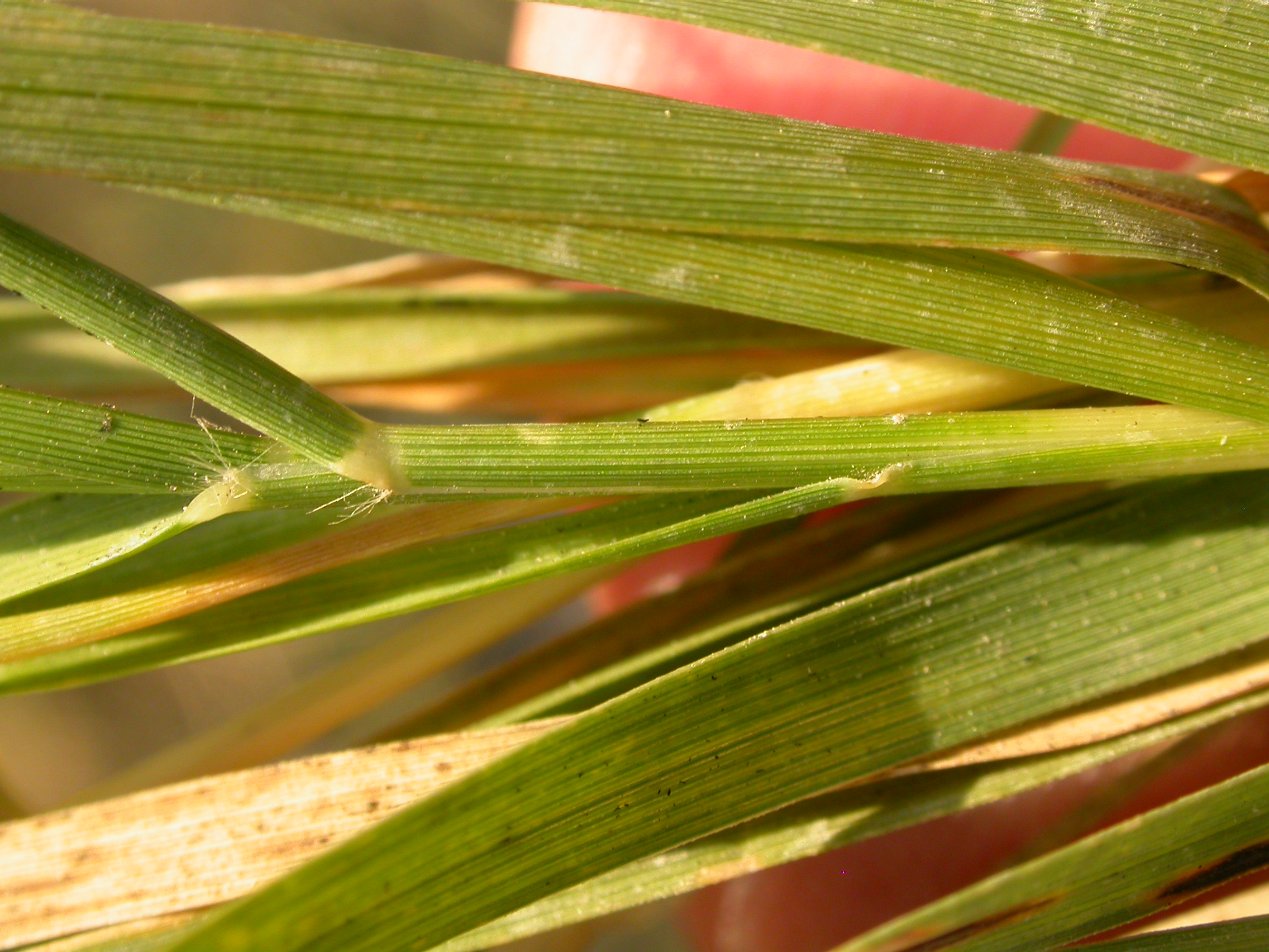 saltgrass stem collar