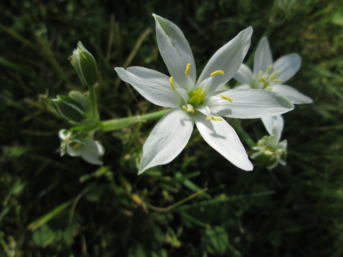 Star-of-bethlehem flowers