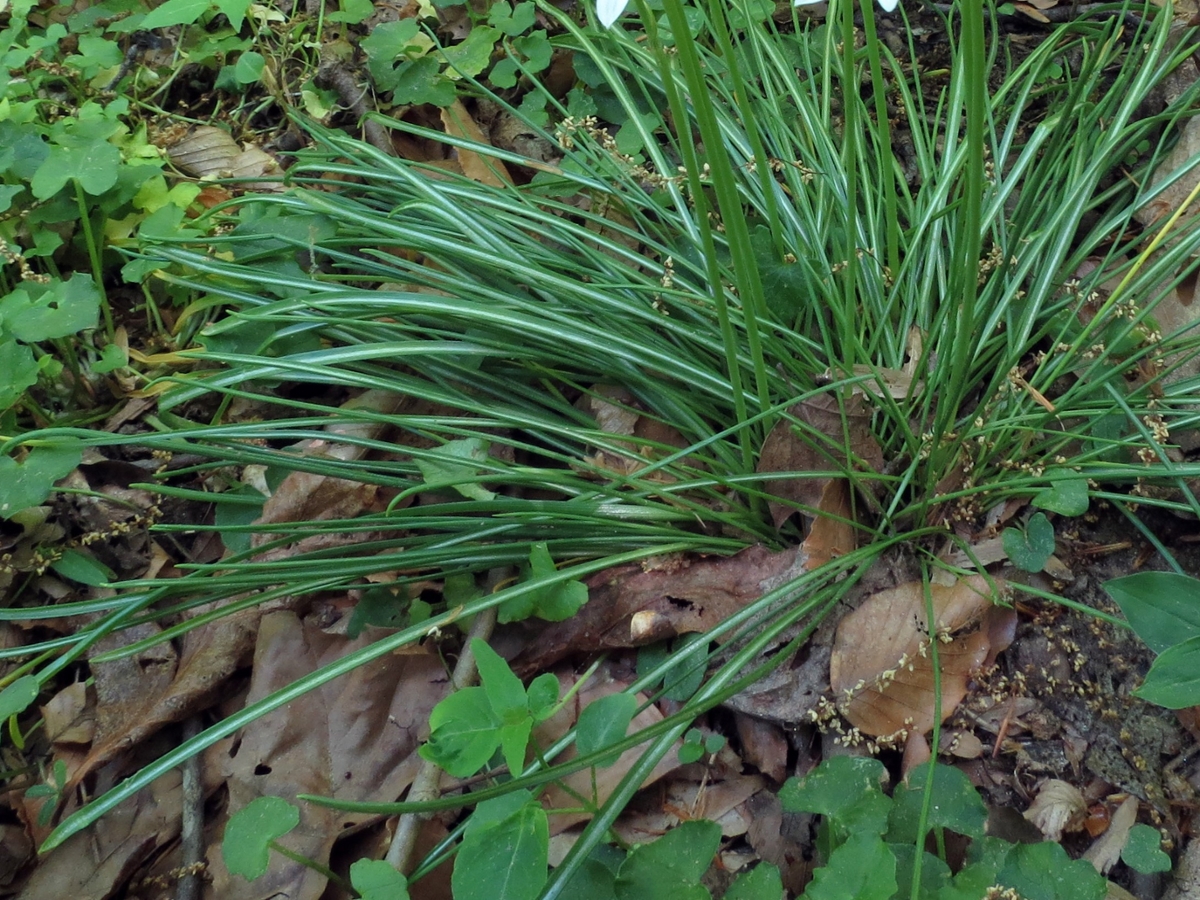 Star-of-bethlehem eaves