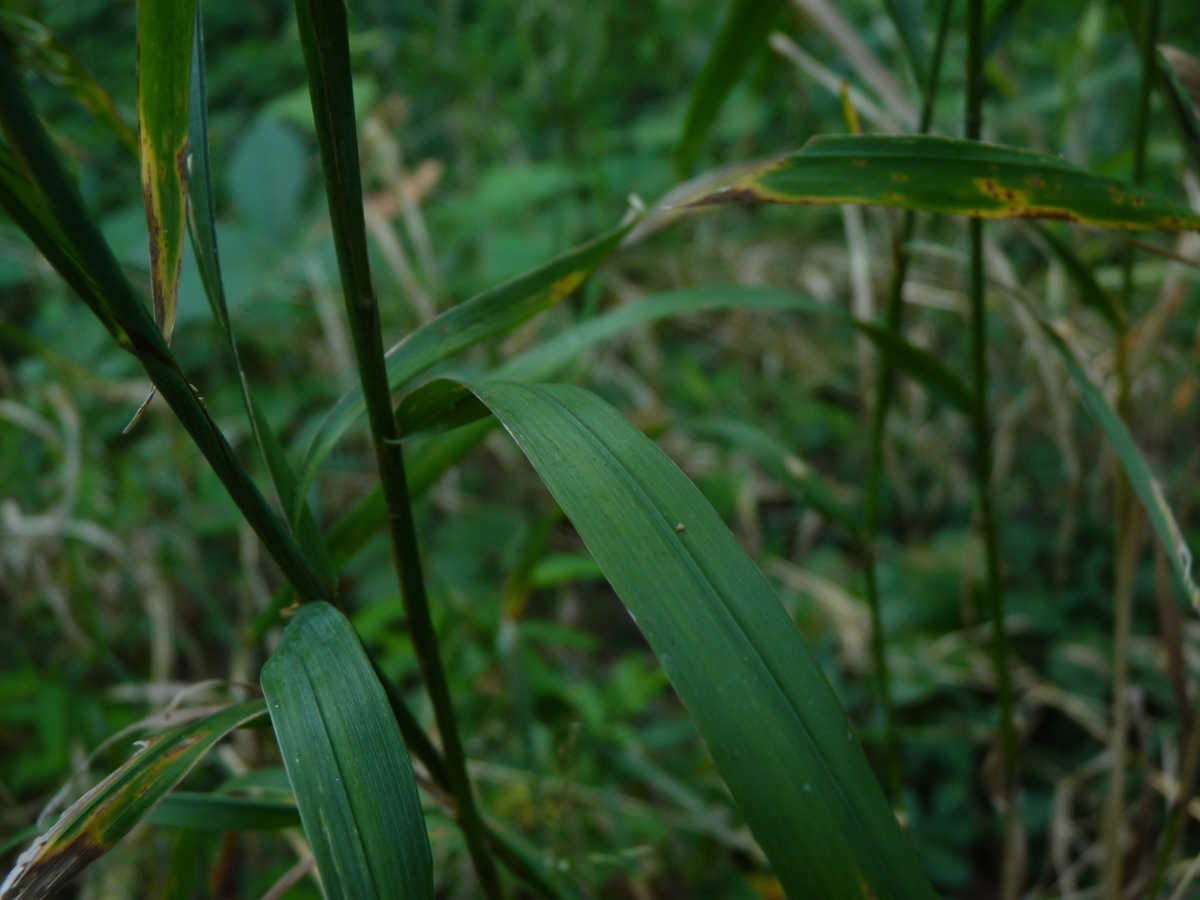 sweet woodreed leaf