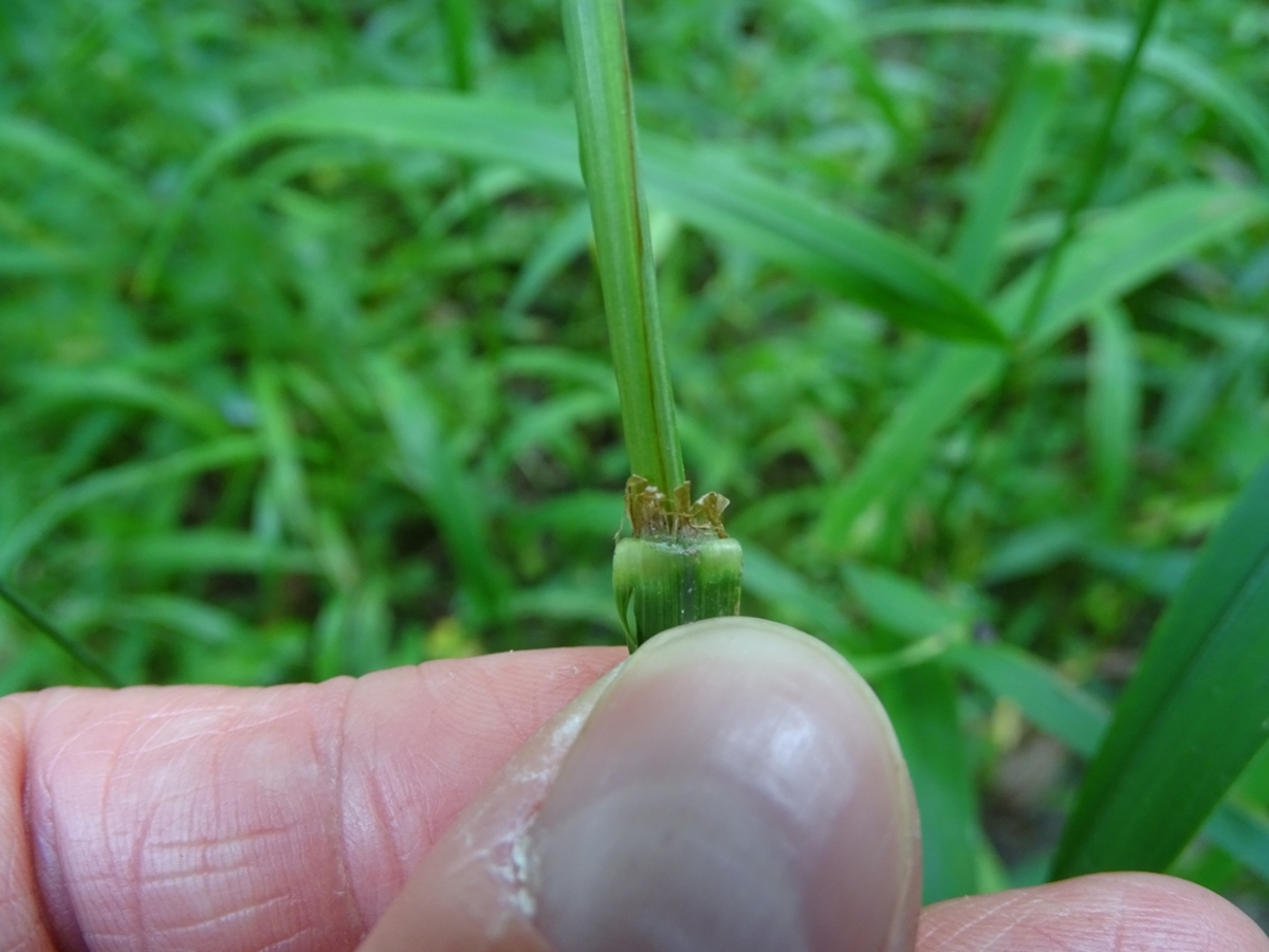 sweet woodreed ligule