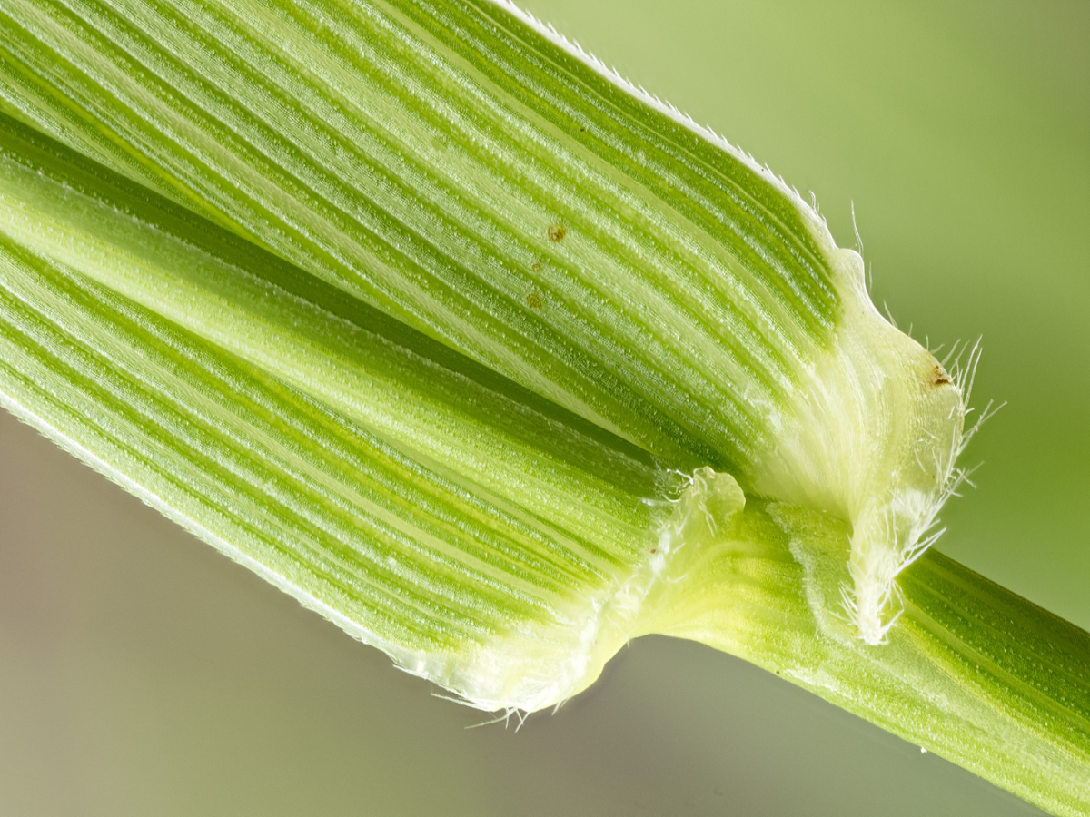 tall fescue auricles