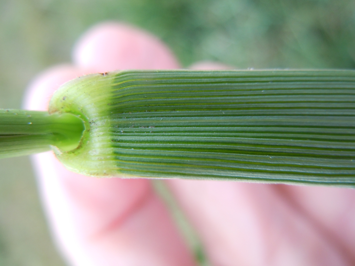 tall fescue leaf