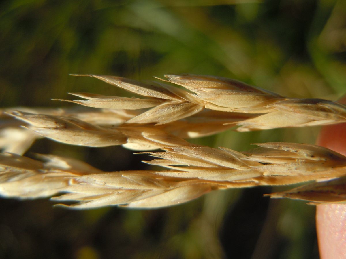 tall fescue flower