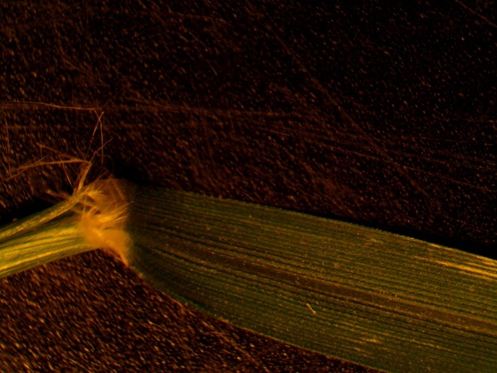 tufted lovegrass ligule leaf