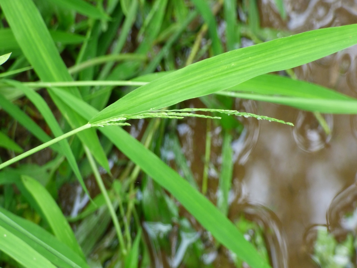 whitegrass leaf