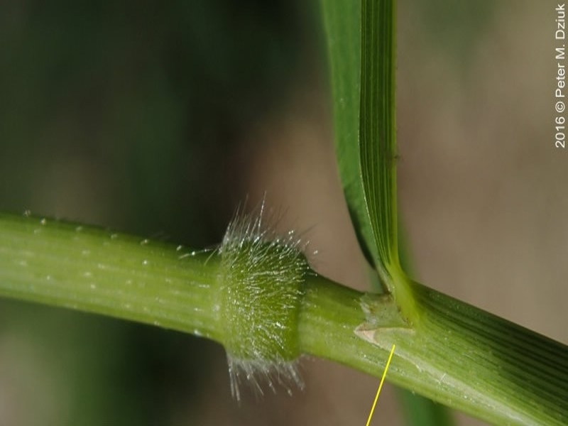 whitegrass ligule