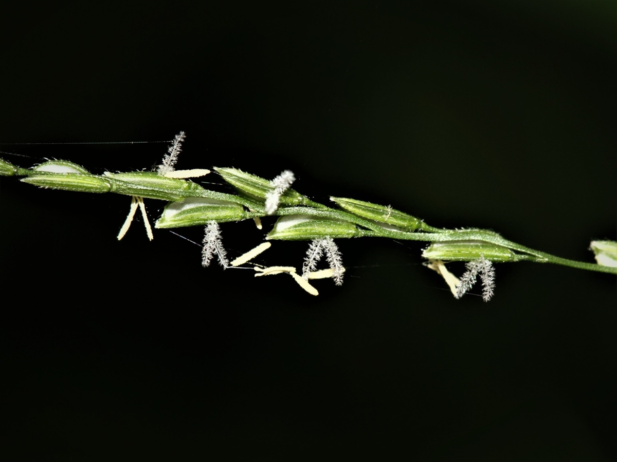 whitegrass flower
