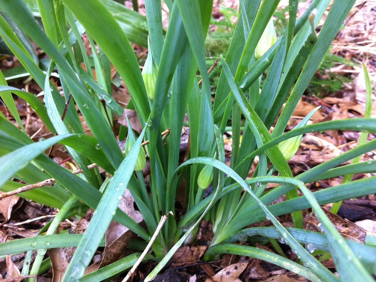 wild-onion-college-of-agriculture-forestry-and-life-sciences