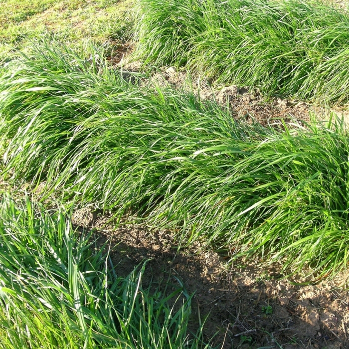 Annual ryegrass