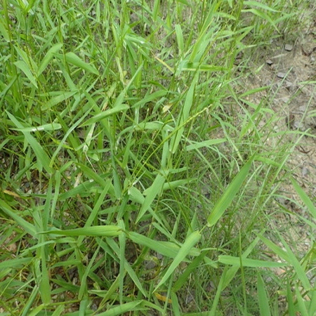 Broadleaf signalgrass