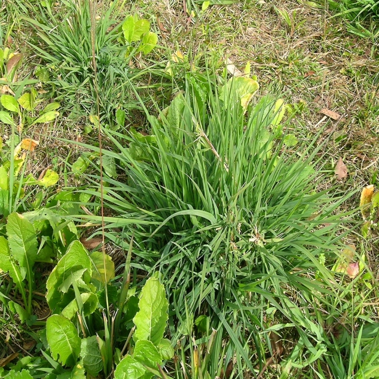 Rescuegrass