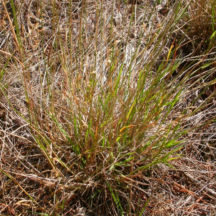 Creeping bentgrass