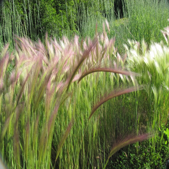 Foxtail barley