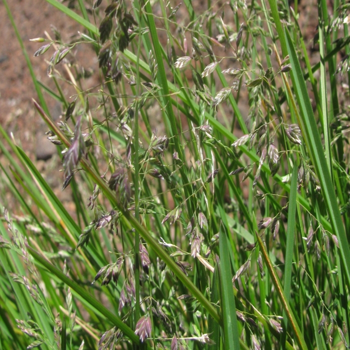 Kentucky bluegrass