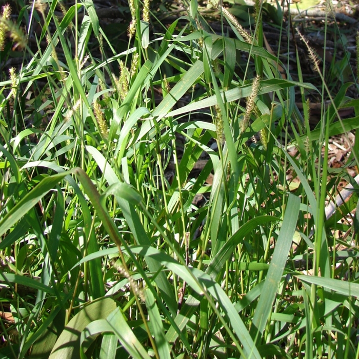 Knotroot foxtail