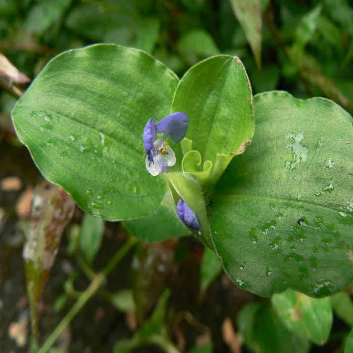 Benghal dayflower