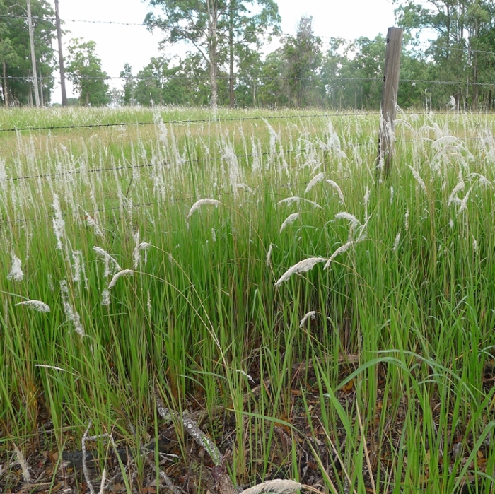 Cogongrass