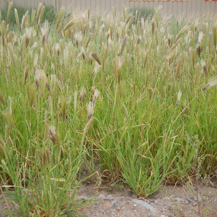 Feather fingergrass