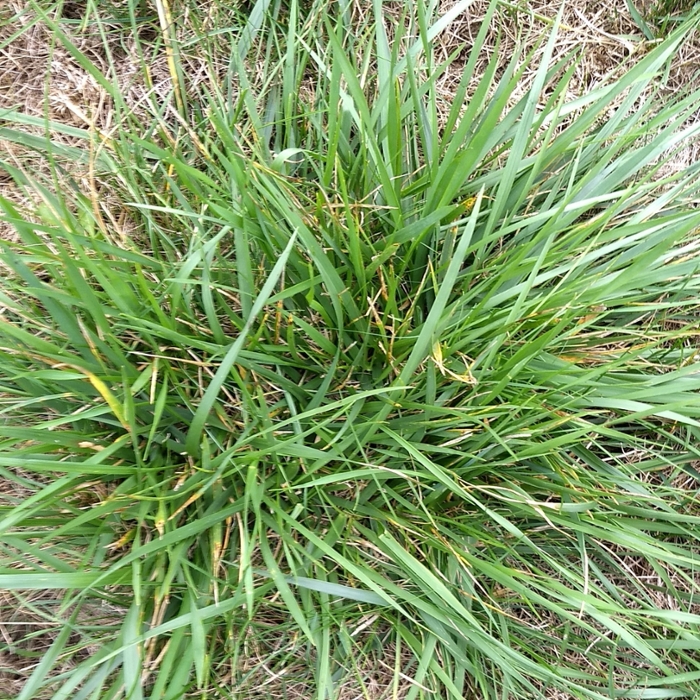 Tall fescue