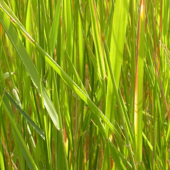 Quackgrass