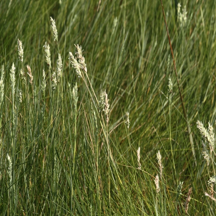 Saltgrass