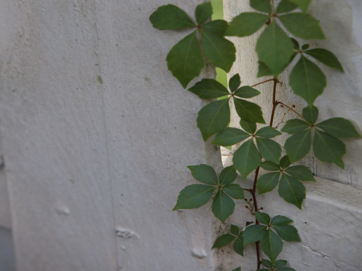 climbing tendrils