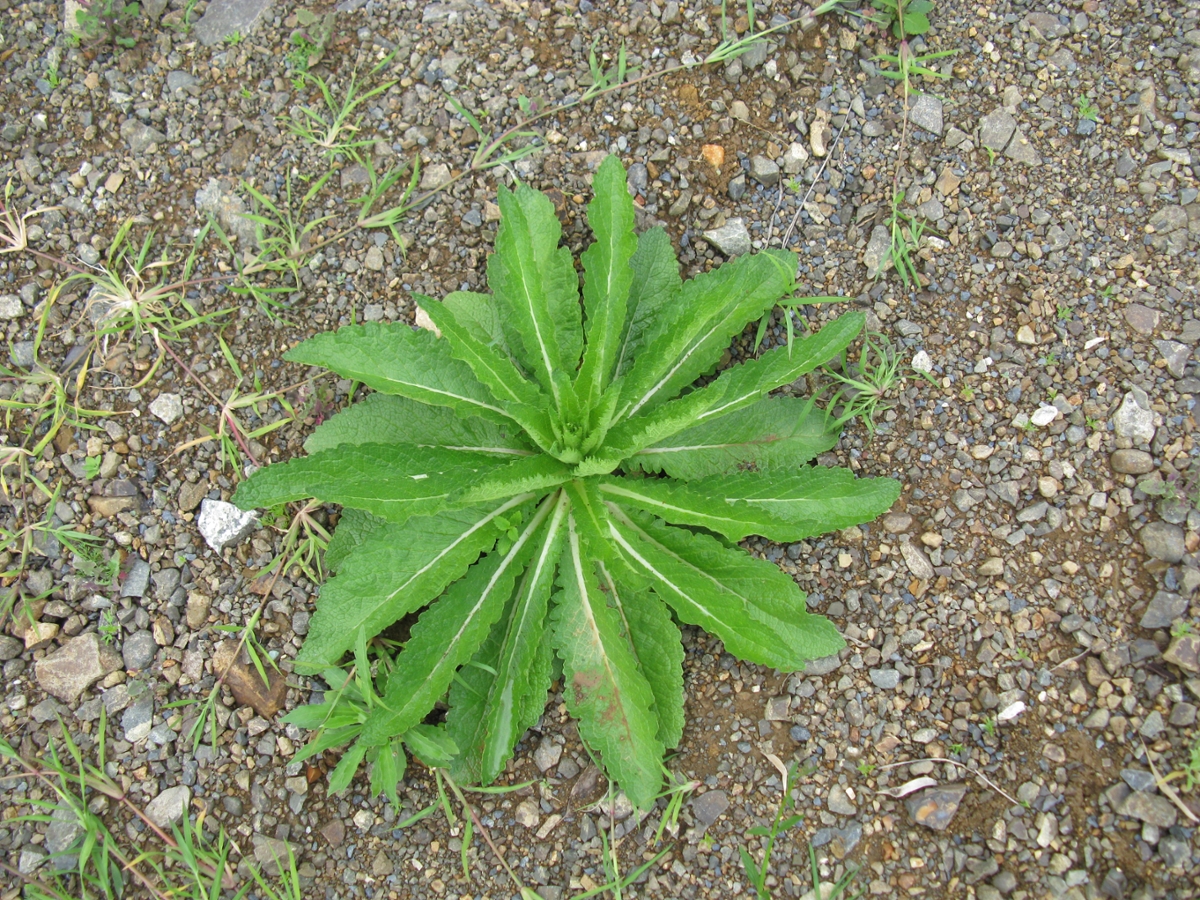 basal rosette