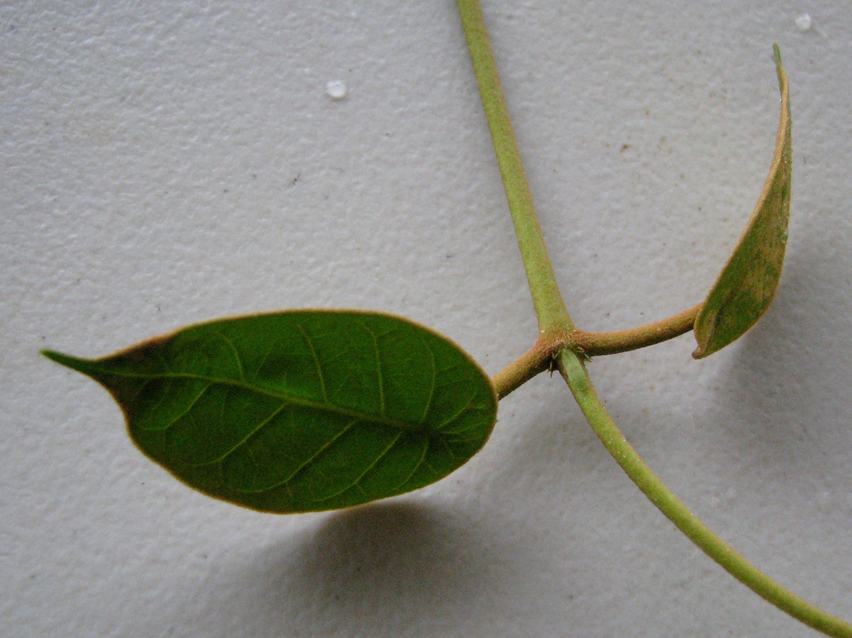 opposite leaves