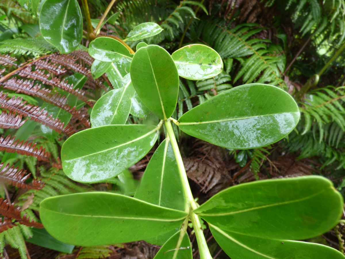 whorled leaves