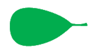 Obovate leaf